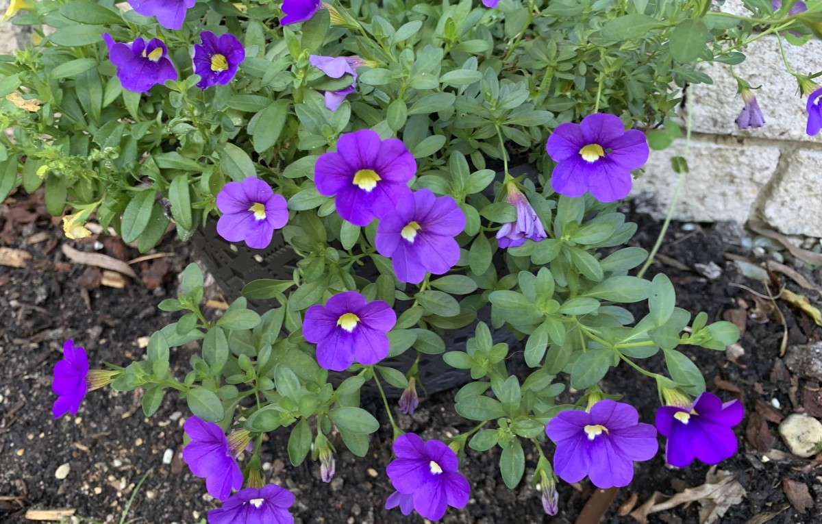 Mulch before or after planting The Complete Guide Eco Family Life