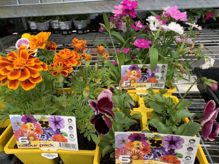 Planting Herbs and Flowers Together in Pots 15 Winning Combinations Eco Family Life