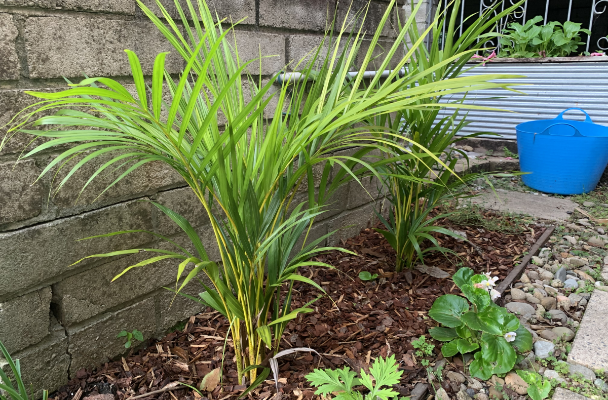 Why Golden Cane Palms Turn Brown + Easy Solution Eco Family Life