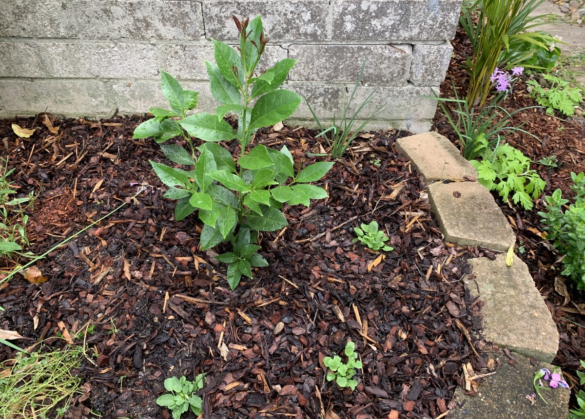 Mulch before or after rain? 10 Simple steps Eco Family Life