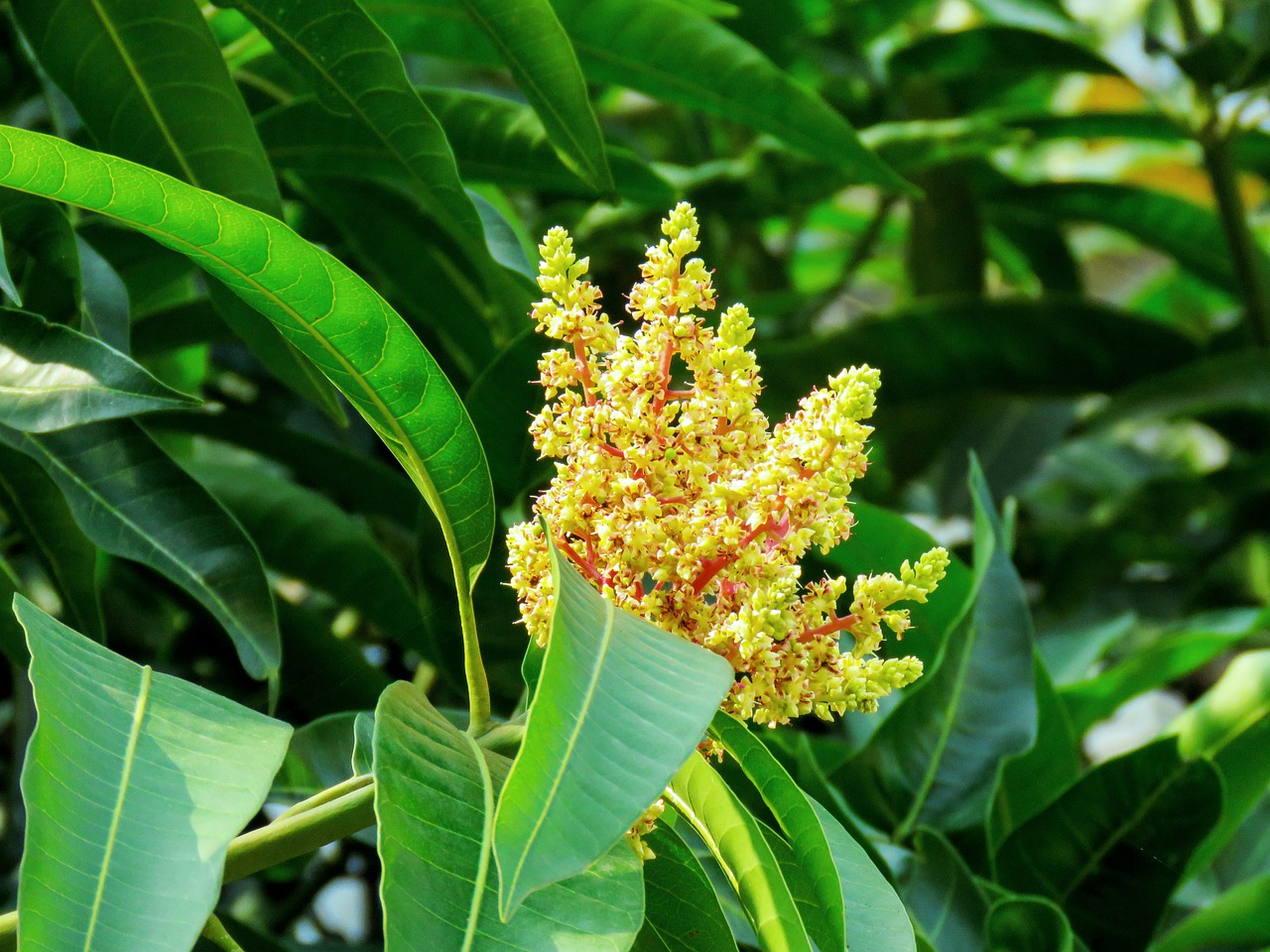 Mango Sampling Tree Grafted mango tree vs seedling mango tree | Which is better? - Eco ...