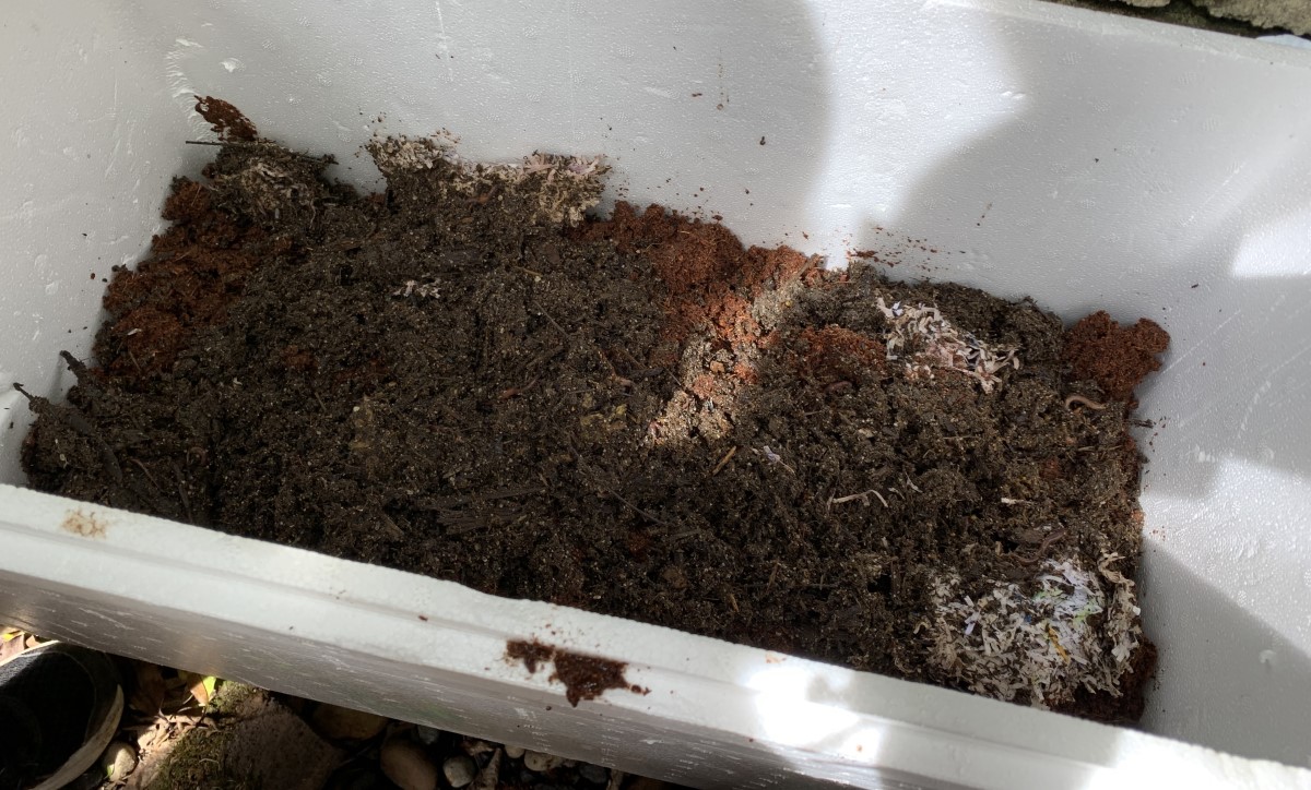 Worm Farm Bedding 10 Steps to Success Eco Family Life