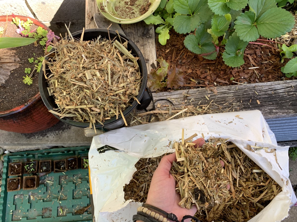 How to put sugar cane mulch in a compost bin | + Benefits - Eco Family Life