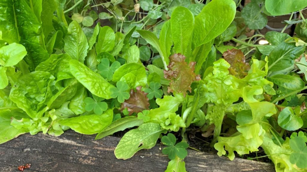 Does lettuce need full sun to grow?