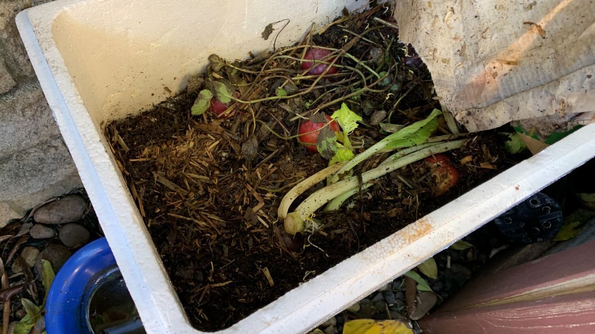 How to grow vegetables with less water | 11 Easy Ways - Eco Family Life