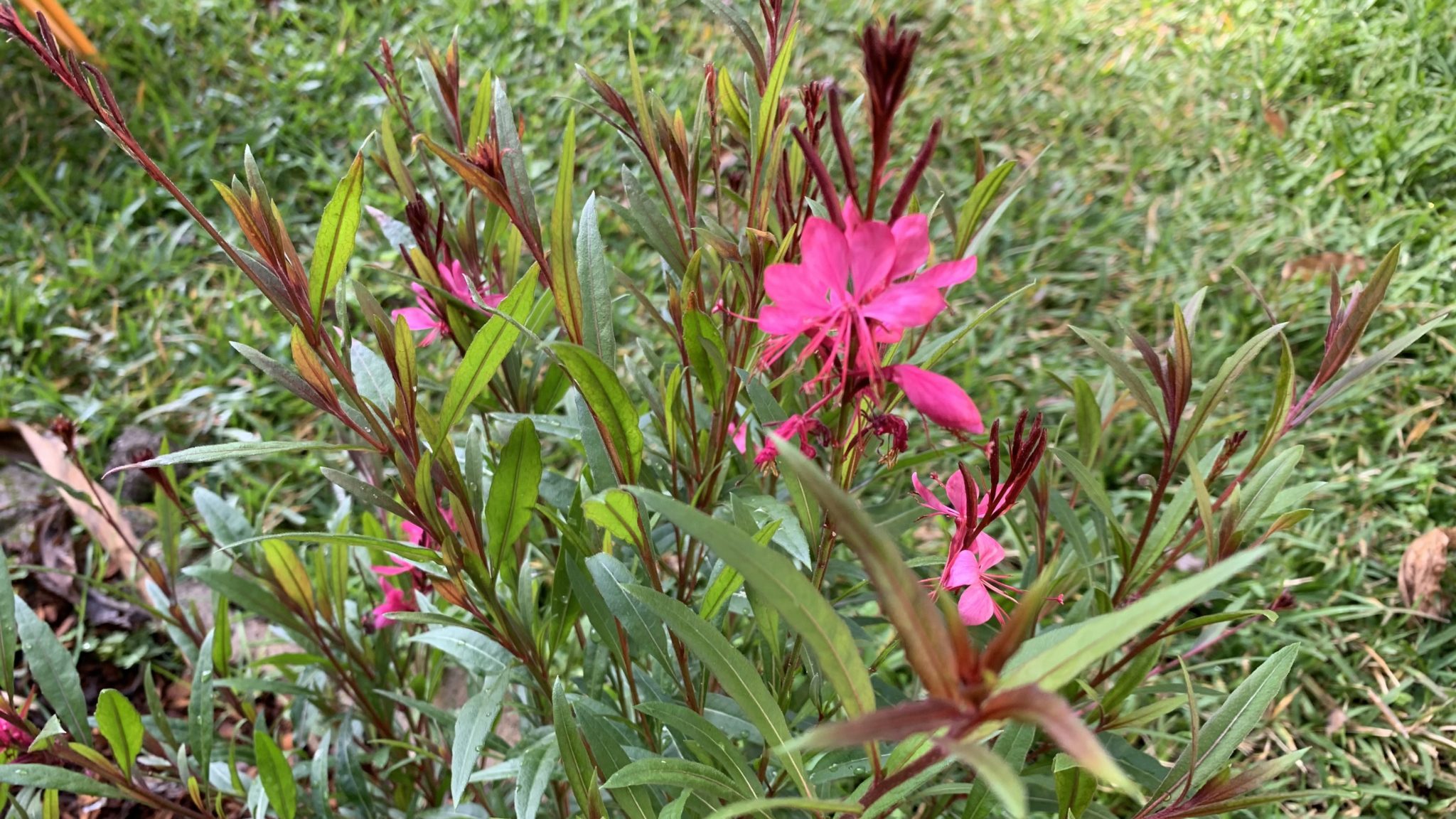 Mulch over Wildflower Seeds Should you do it? Eco Family Life