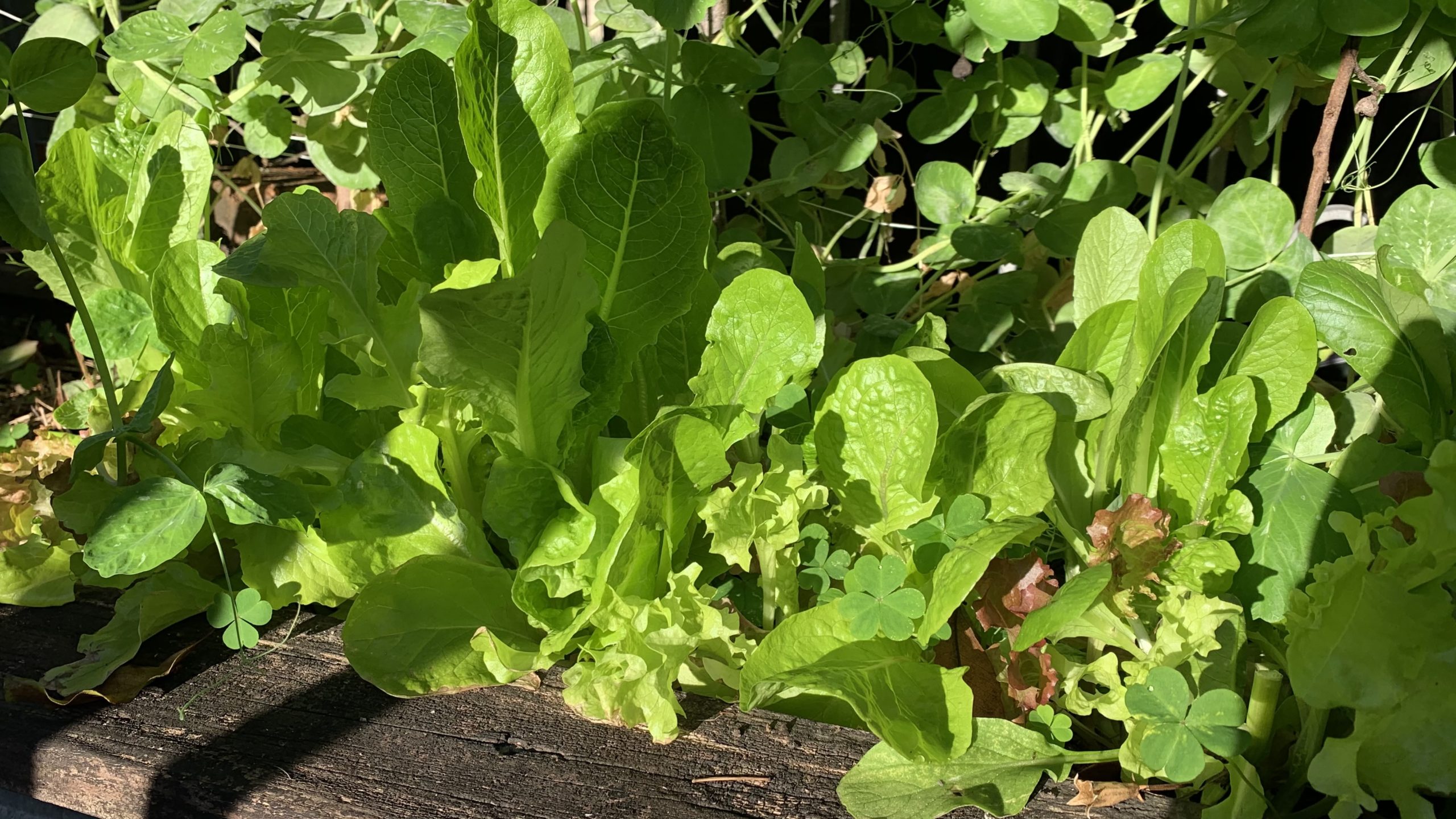 How to make plants grow more leaves 14 Keys to Success Eco Family Life