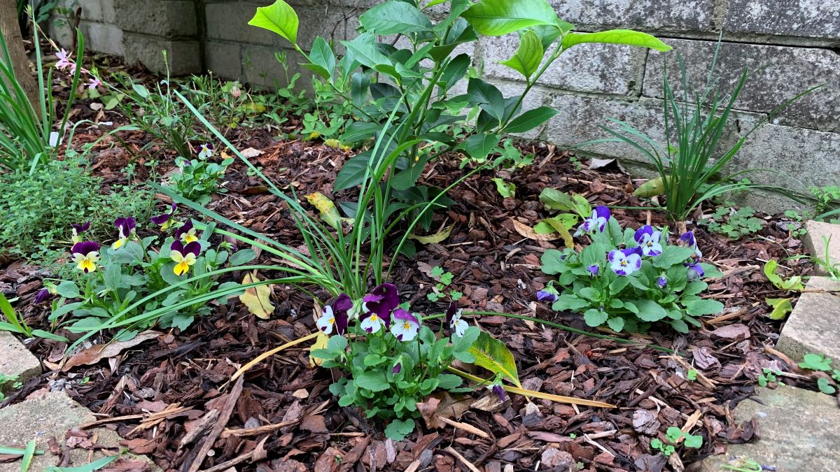 Mulching Windy Spots How to stop it blowing away Eco Family Life