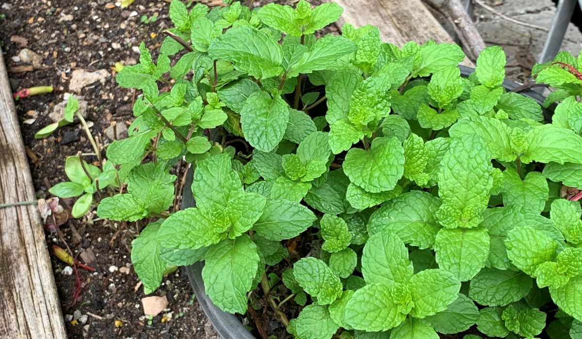 Mint leaves turning brown and crispy Easy Solutions Eco Family Life