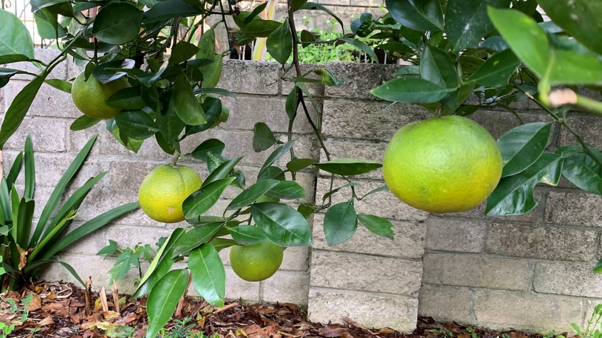 How to use chicken manure on citrus trees Easy Guide Eco Family Life