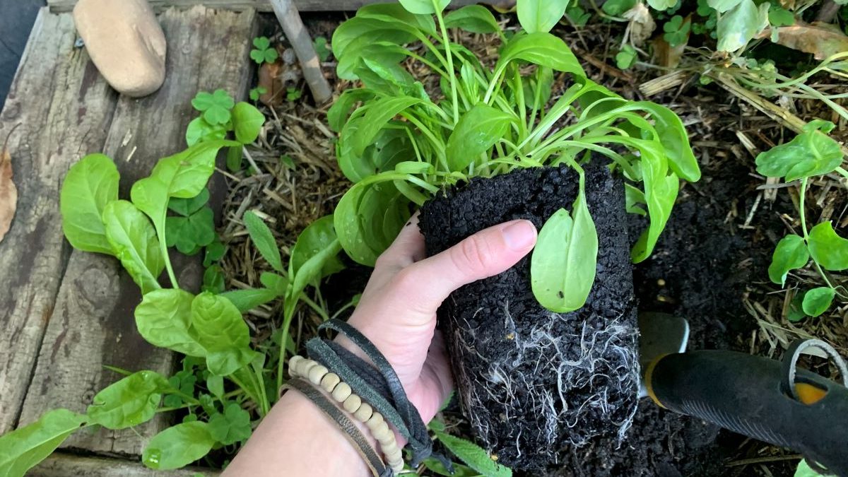 Perpetual Spinach Complete Grow Guide Eco Family Life