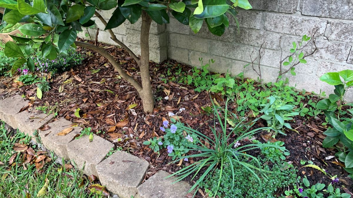 How to mulch around mature trees 7 Must Know Benefits Eco Family Life