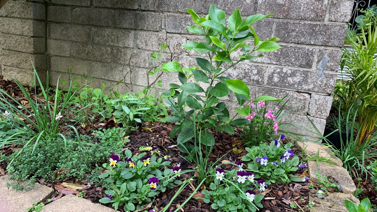 How to use chicken manure on citrus trees Easy Guide Eco Family Life