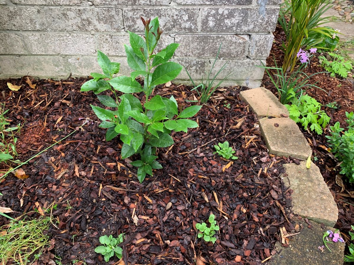 How to use chicken manure on citrus trees Easy Guide Eco Family Life