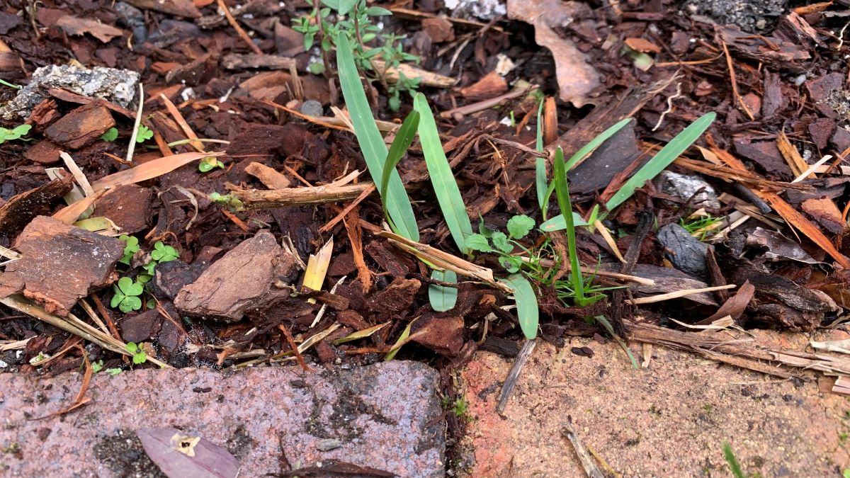 How to kill grass and weeds in flower beds naturally Top 6 Methods Eco Family Life