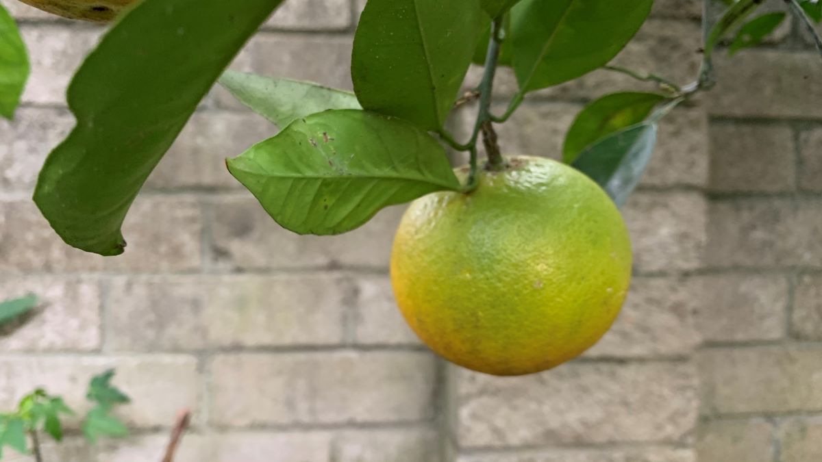 Oranges not ripening on the tree Causes and solutions Eco Family Life