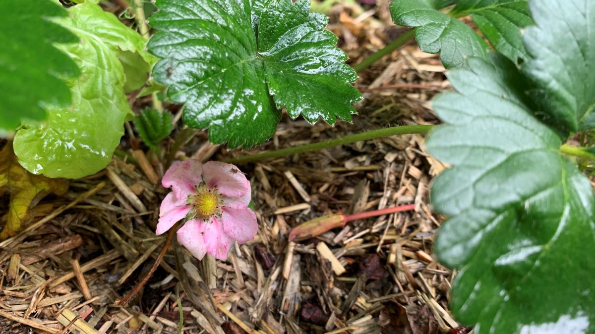 Why does mulch stink? How to stop it smelling Eco Family Life