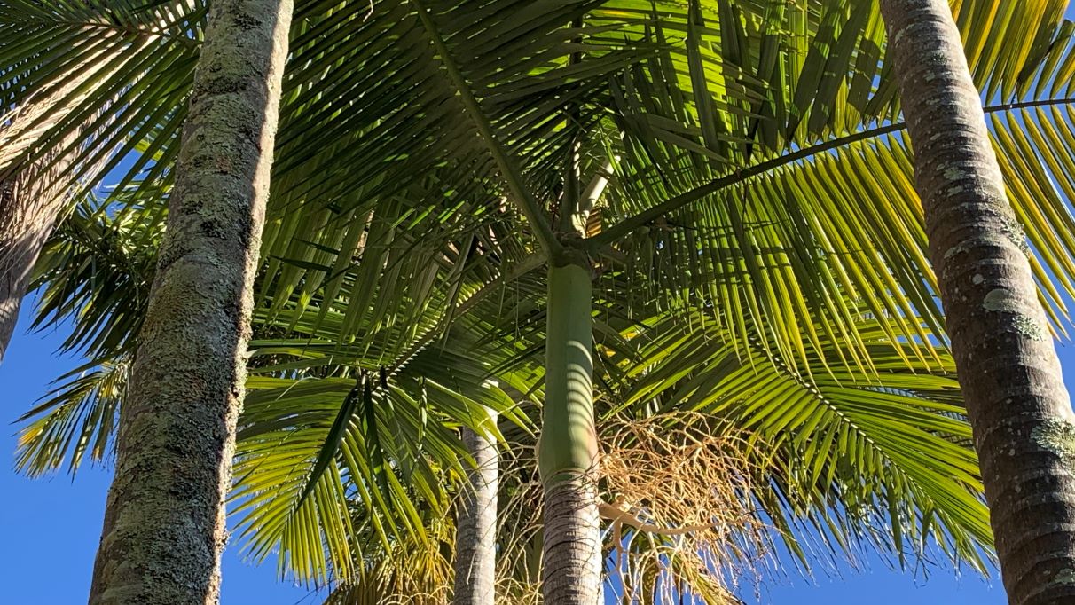 How to Mulch Palm Fronds Plus When You Shouldn't Eco Family Life