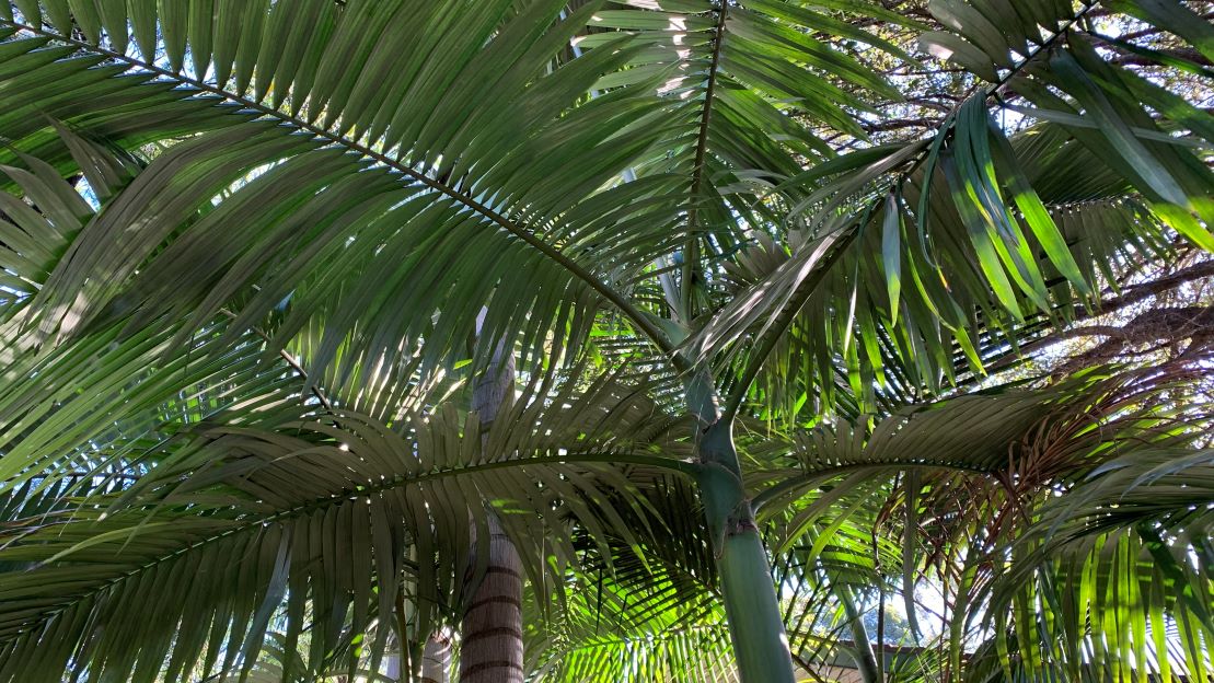 How to Mulch Palm Fronds Plus When You Shouldn't Eco Family Life