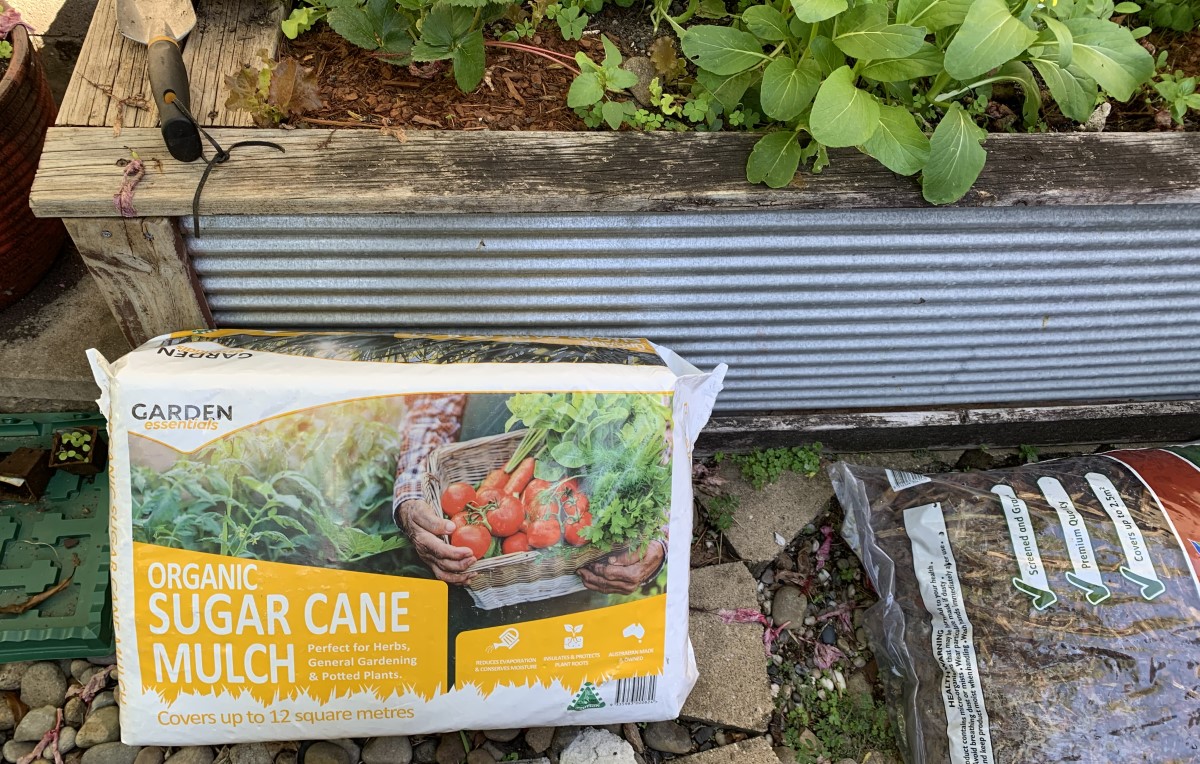 Is sugar cane mulch good for citrus? Top 3 Reasons this is Amazing