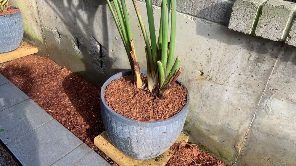 Can you put mulch in the bottom of pots? | What you must know