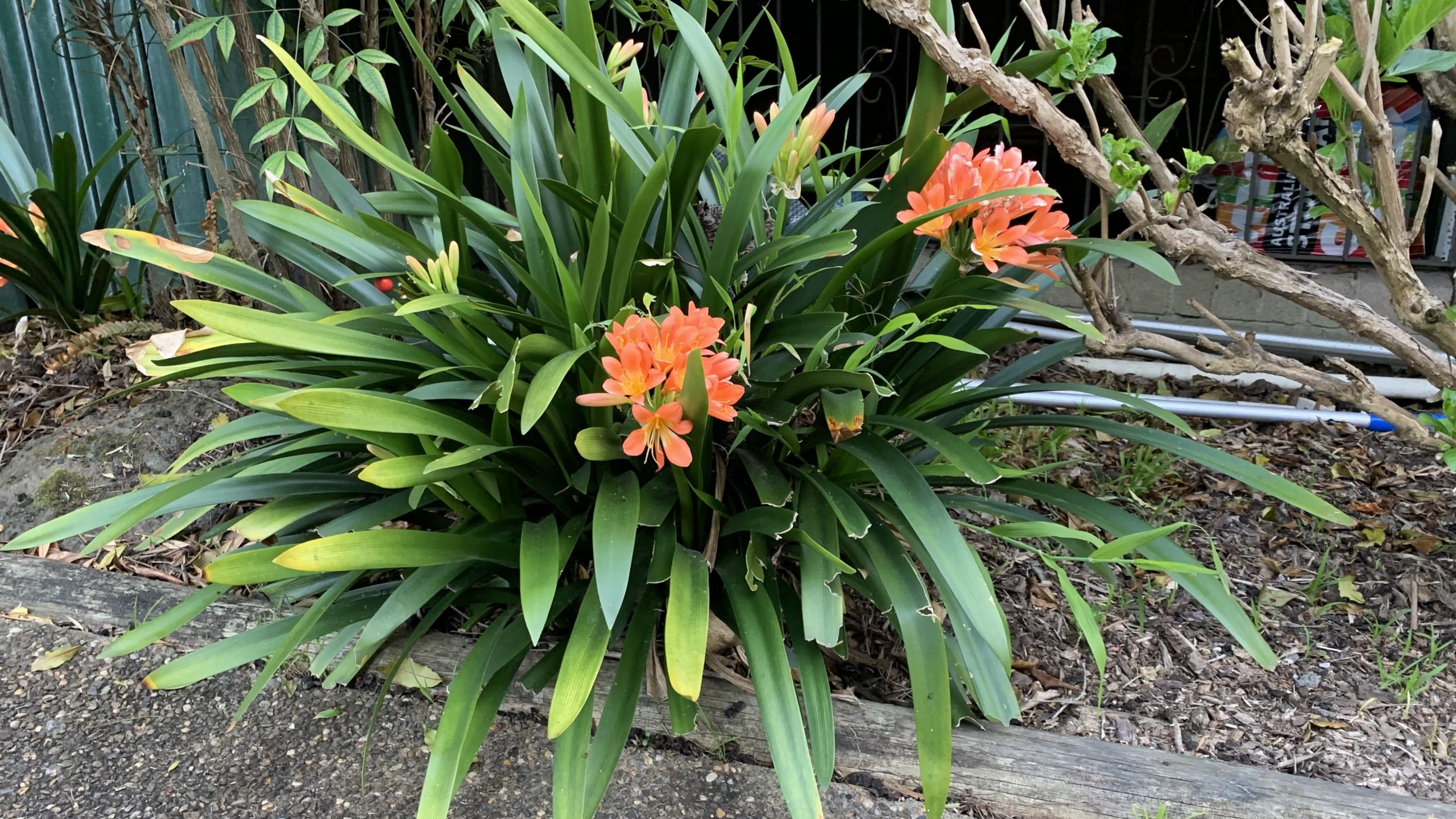 Do clivias multiply? How to get more clivias for free Eco Family Life