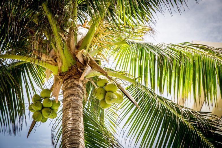 Coconut tree vs palm tree What is the difference? Eco Family Life