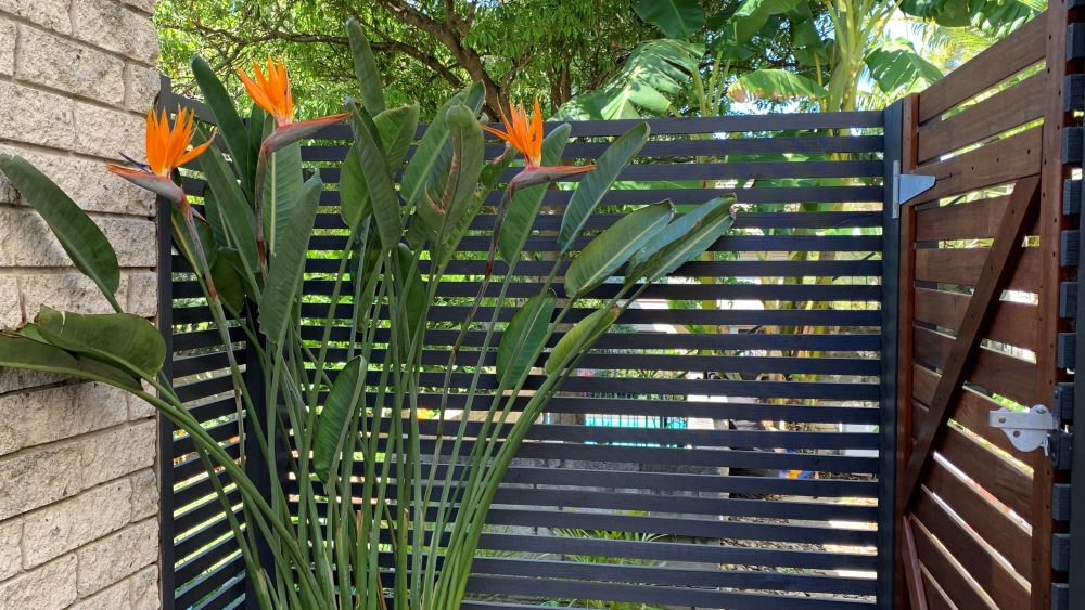 Bird of Paradise Leaves Turning Brown | 7 Causes and Solutions