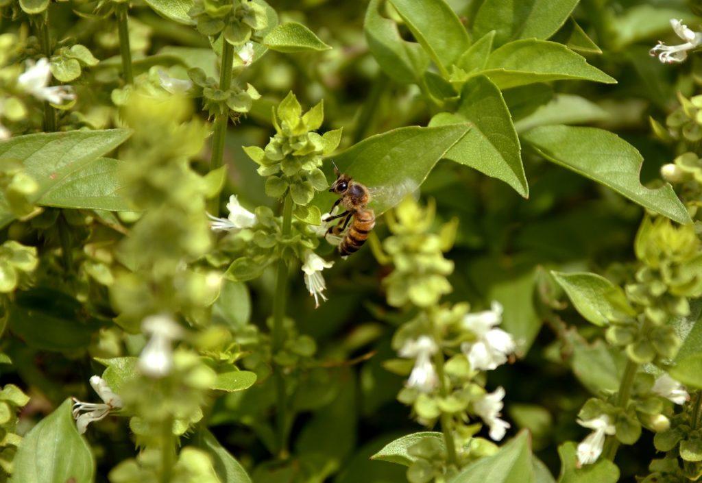 Basil plant that has bolted with bee feeding on flowers.