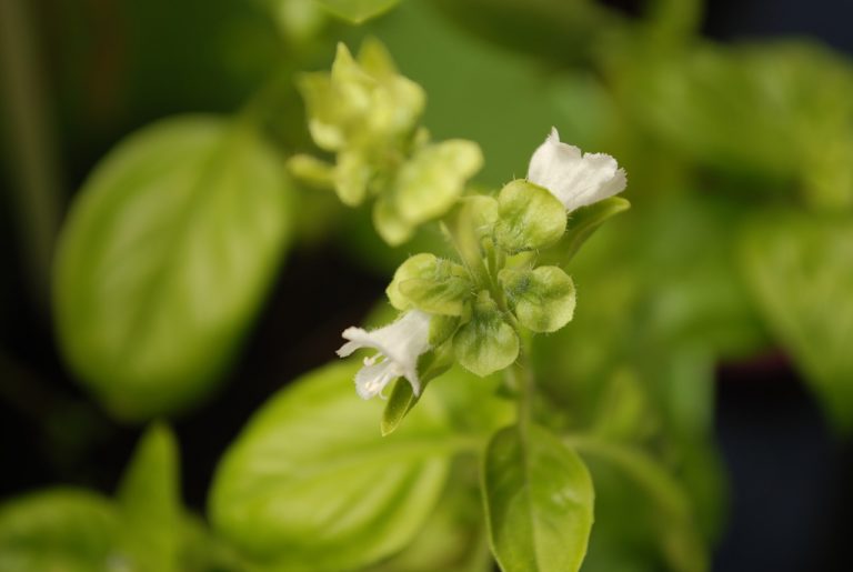 Basil Plants Bolting Why it Happens + How to Stop it Eco Family Life