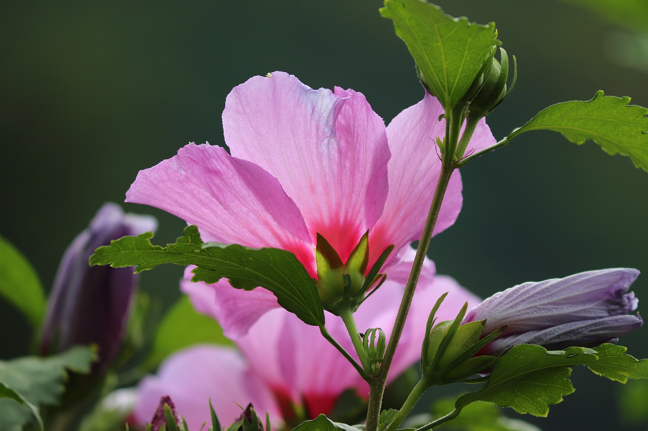 Hibiscus leaves curling up 6 Reasons and Easy Solutions Eco Family Life