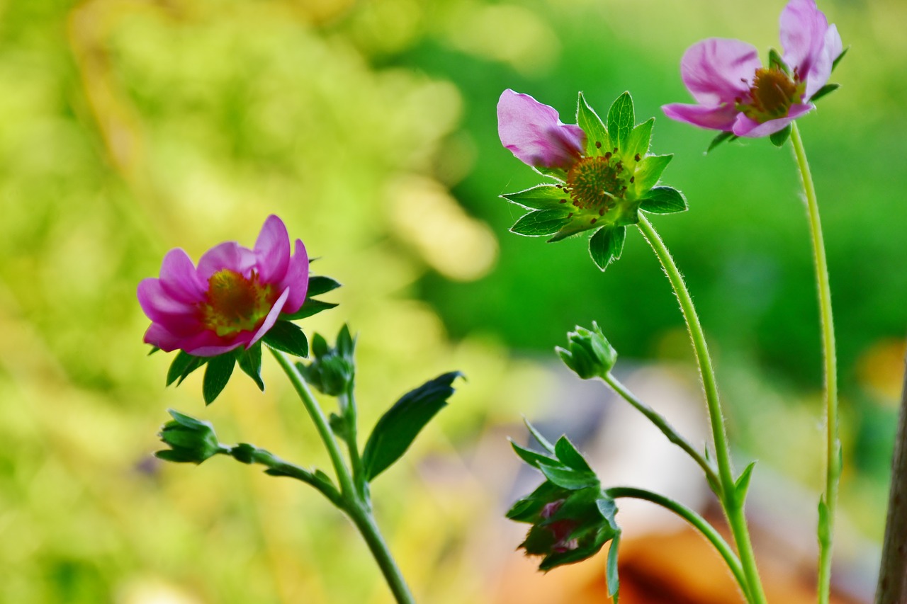 Can strawberries grow in shade? Tips for more strawberries in shade Eco Family Life