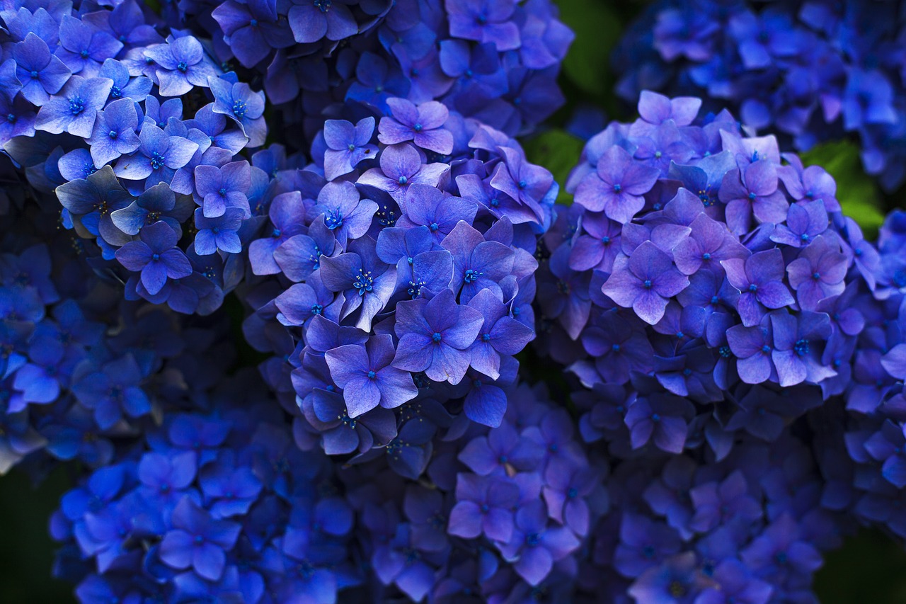 Are chicken manure pellets good for hydrangeas? Eco Family Life