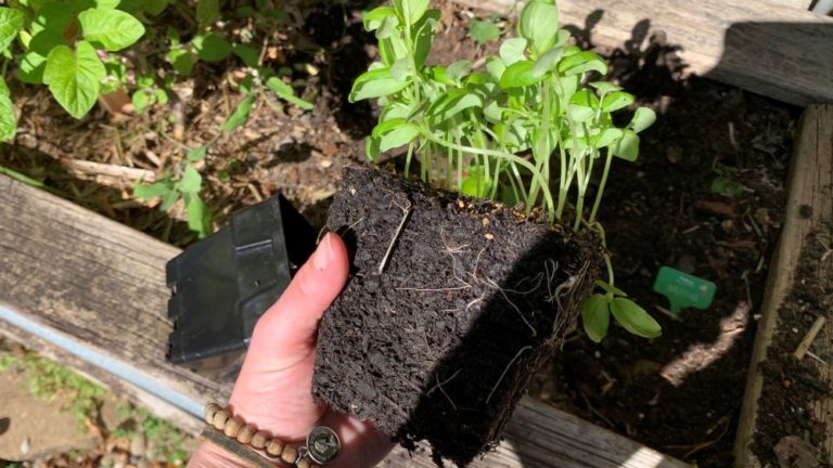 How deep do basil roots grow? | 8-12 inches + basil grow guide - Eco ...