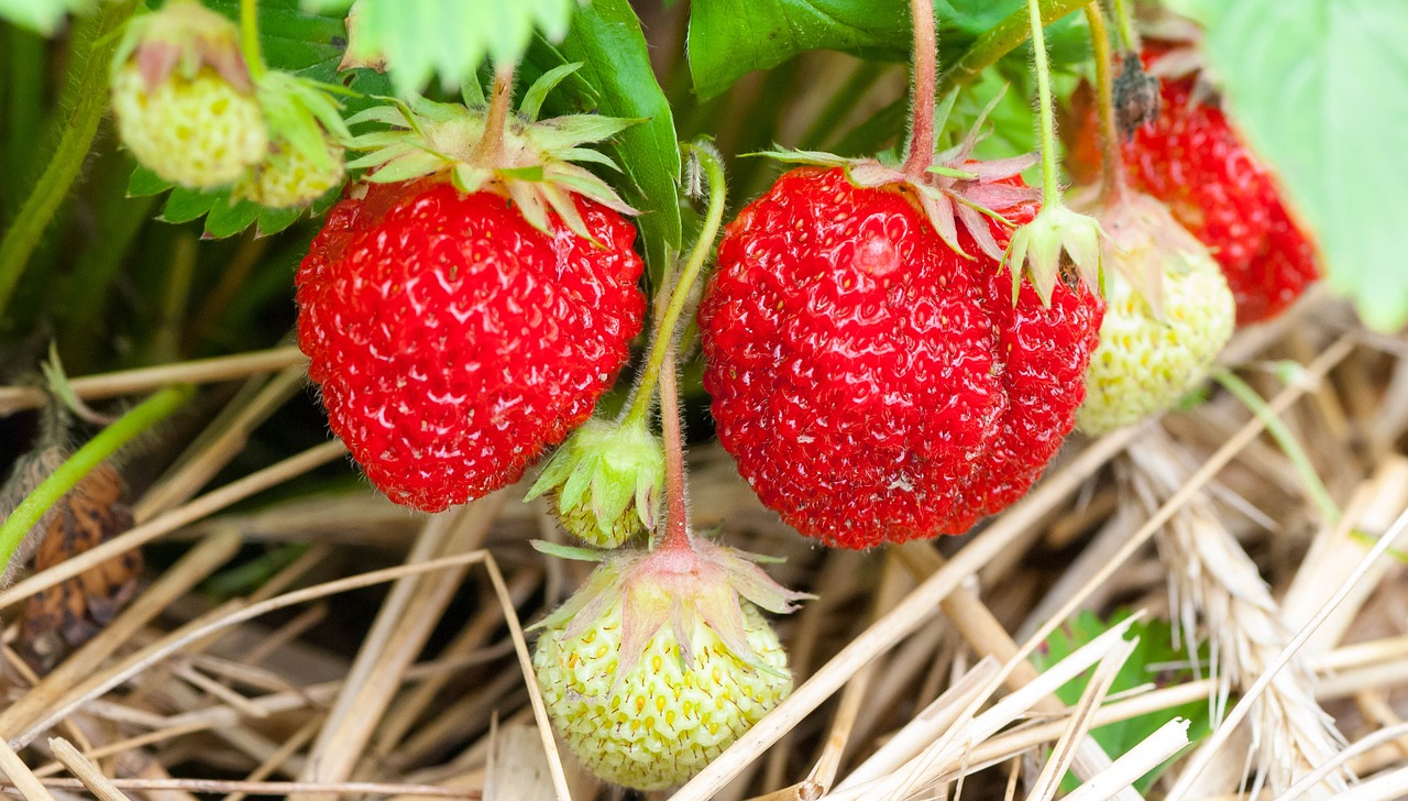 Strawberry plants and frost Protecting your strawberries Eco Family