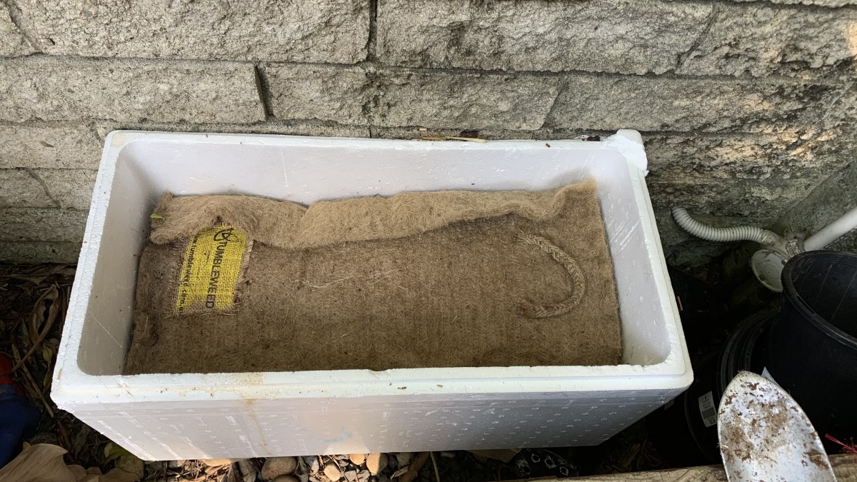 Ants in my worm bin! Should you get rid of them…and how? Eco Family