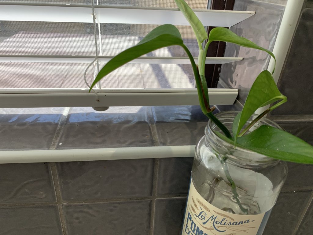 Pothos cutting in water placed near a bright window.