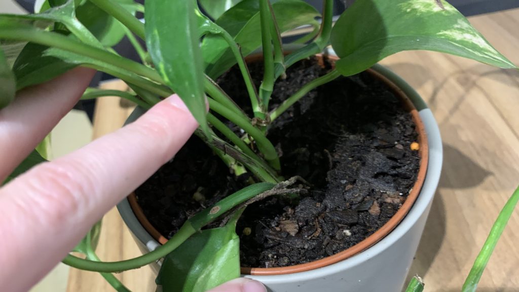 Healthy leaf growth from pothos plant.