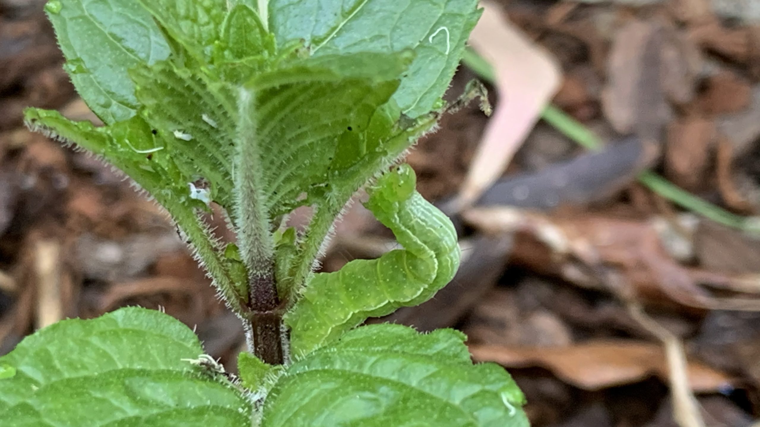 Caterpillars eating mint Mint stripped overnight + Solution Eco