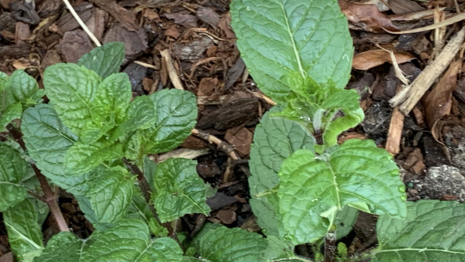 Caterpillars eating mint Mint stripped overnight + Solution Eco
