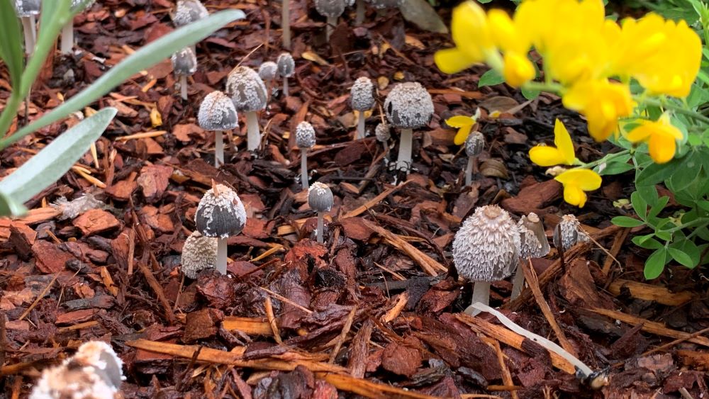 Small, brown mushrooms growing in a garden bed after rain.