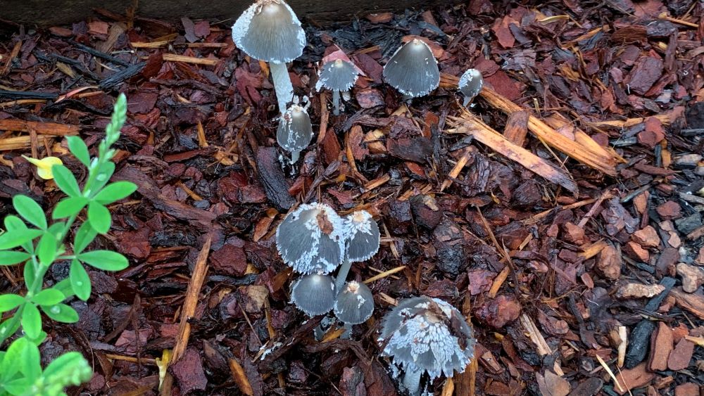 Mushrooms growing from mulch after rain.
