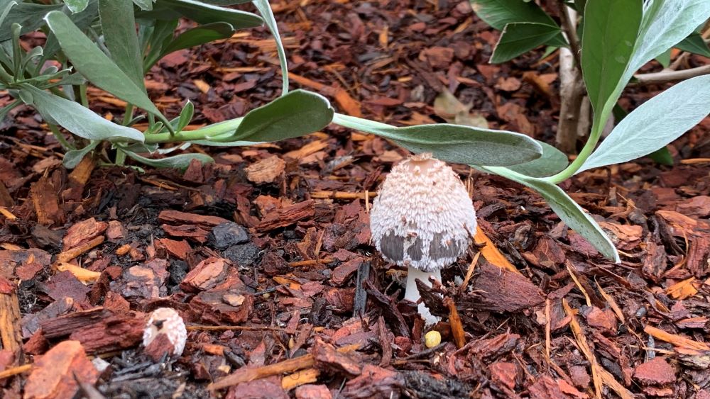 Mushroom growing out of bark mulch.
