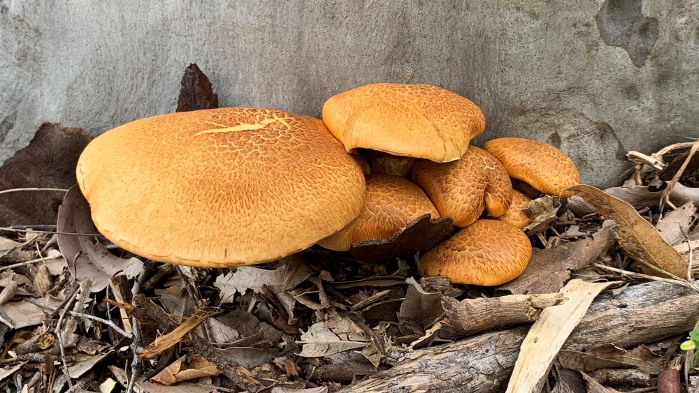 Large, yellow mushrooms growing at the base of a tree after rain.