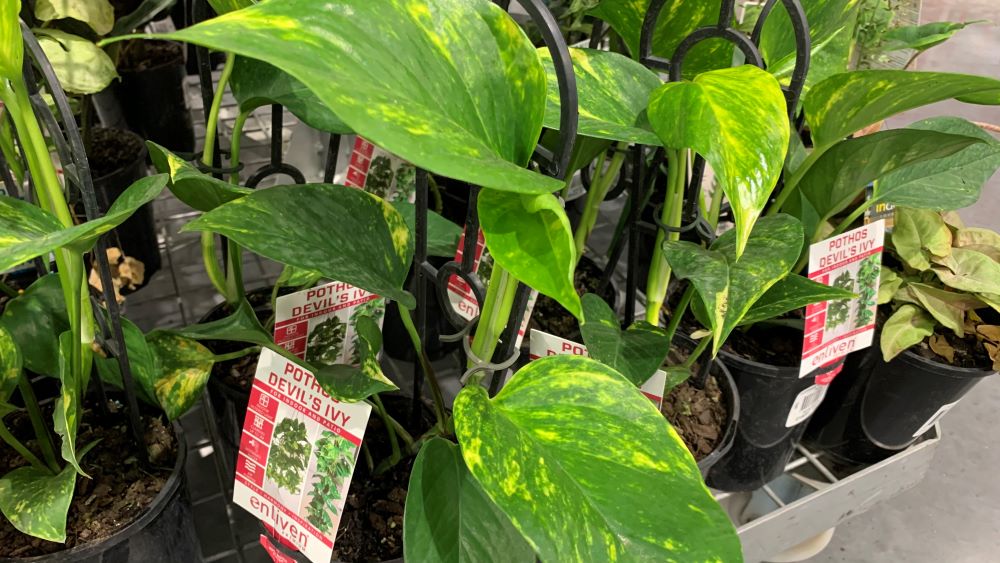 Do pothos plants like to be root bound?