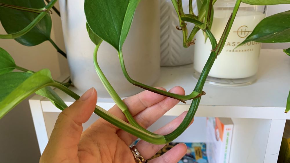 Healthy new growth on pothos plants.