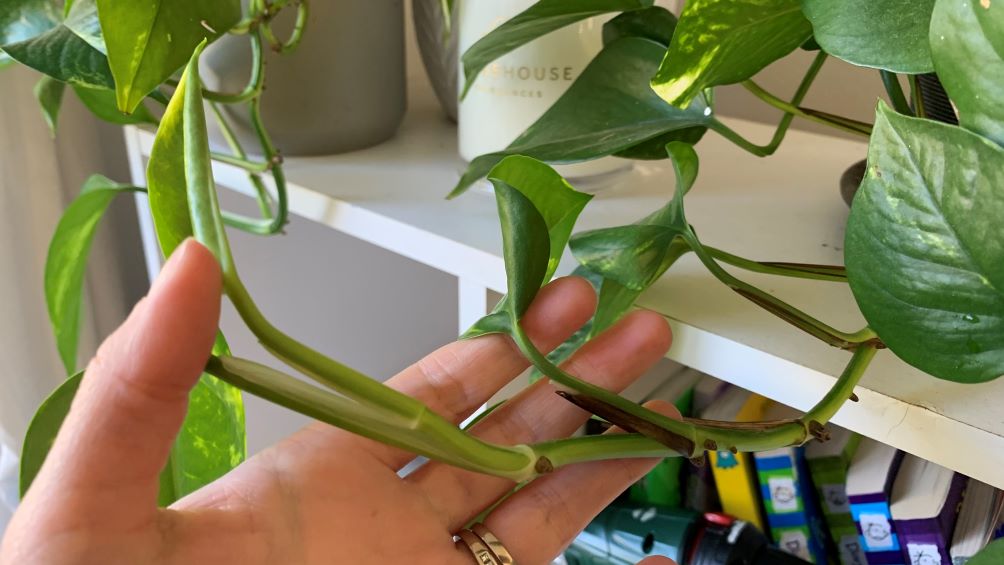 New stems growing on pothos vines after trimming.