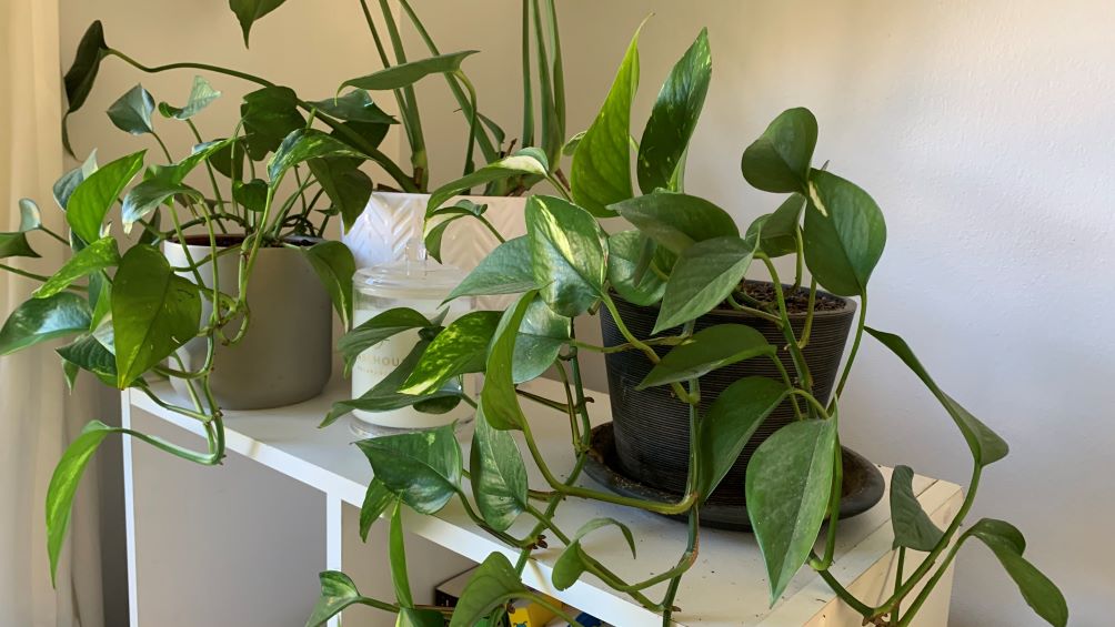 How pothos grow after being trimmed | What happens to the mother plant?