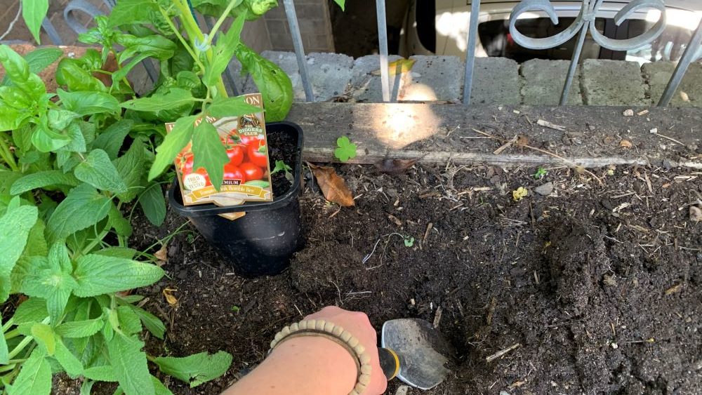 Best soil for peppers in raised beds | An easy guide for lots of peppers