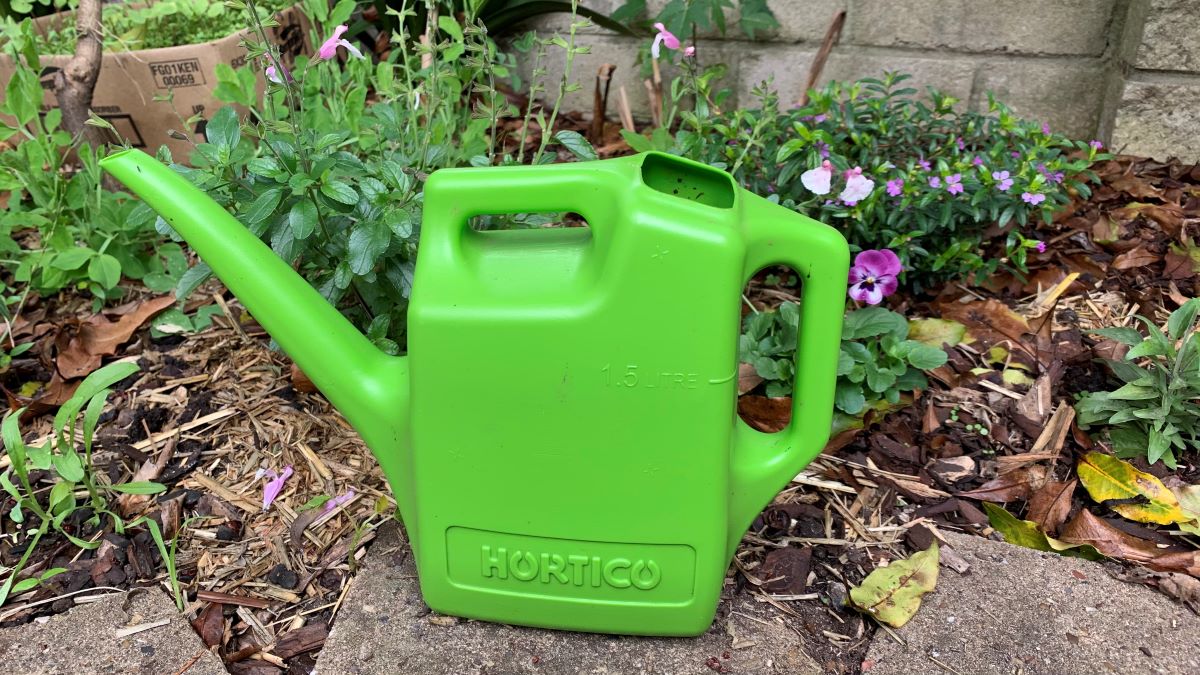 How to safely leave your lemon tree outside in winter Top 11 Tips